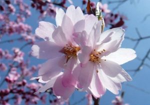 flowering cherry