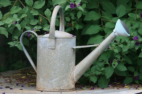 gardening in drought