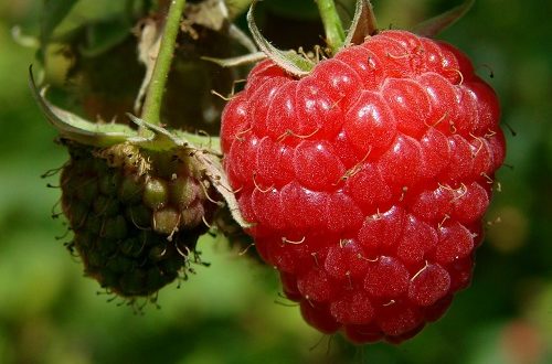 Soft Fruit