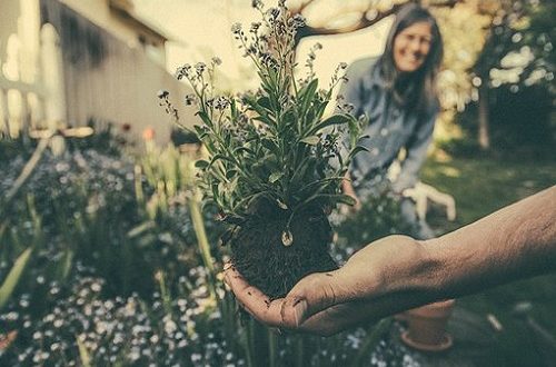 Wildlife that belongs in your garden