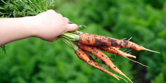 Carrots