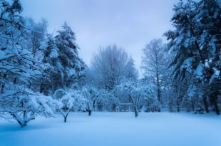 Winter Garden