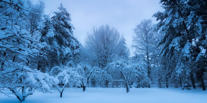 Winter Garden