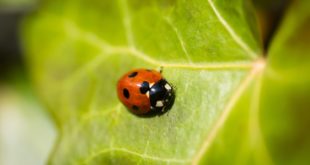 Ladybird