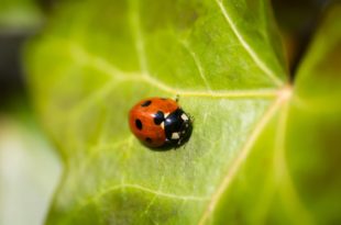 Ladybird