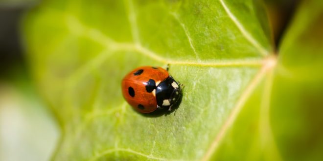 Ladybird