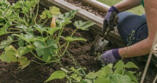 Raised Bed