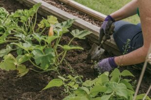 Raised Bed