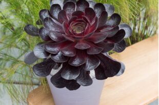 Plant of the Year 2022 Announced