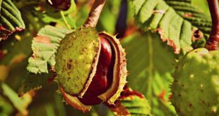 Horse Chestnut