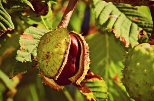 Horse Chestnut