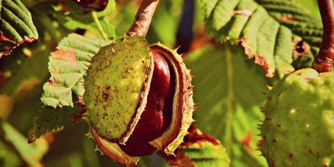Horse Chestnut