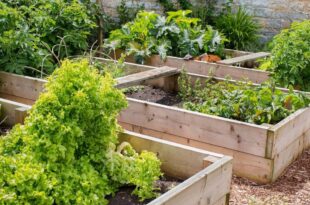 Raised Bed