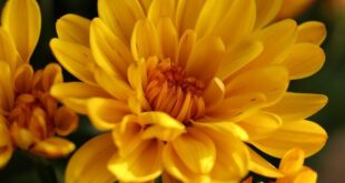 chrysanthemums