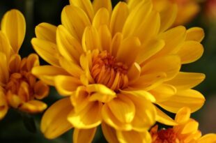 chrysanthemums