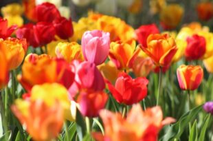 Tulips