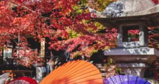 Japanese Maple Tree