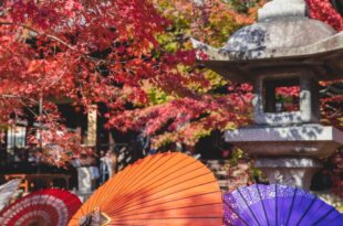 Japanese Maple Tree