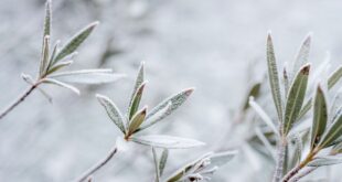 Frozen Shrub