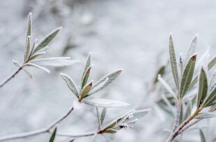 Frozen Shrub