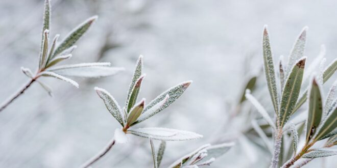 Frozen Shrub