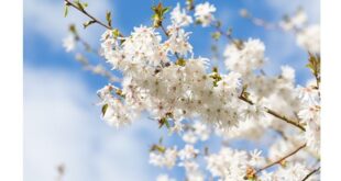 Ornamental Cherry