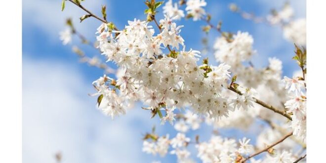 Ornamental Cherry