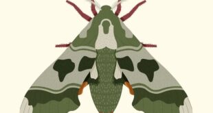 Moth