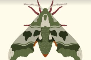 Moth